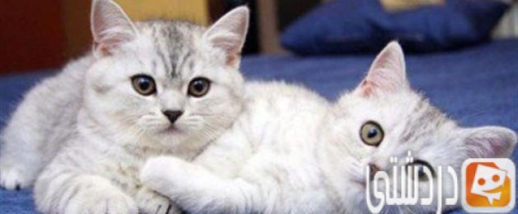 كيفية التخلص من القطط نهائياً من المنزل