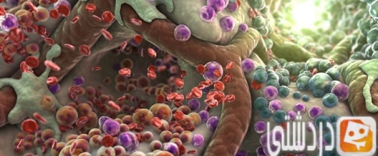 ما أنواع الخلايا في جسم الإنسان
