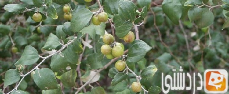 فوائد السدر للشعر المتساقط