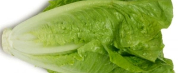 فوائد الخس للشعر والبشرة