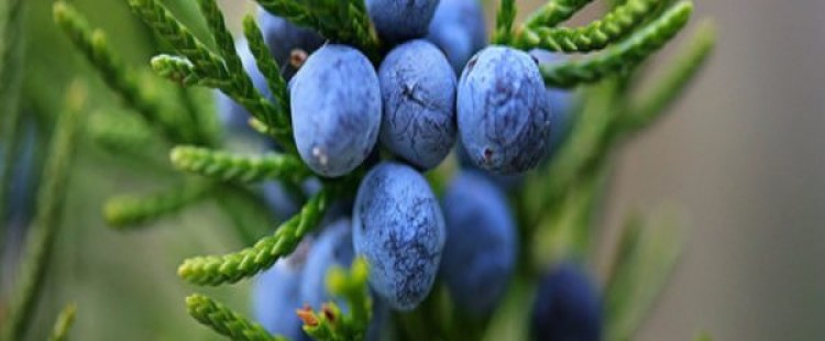 فوائد نبات العرعر للجنس