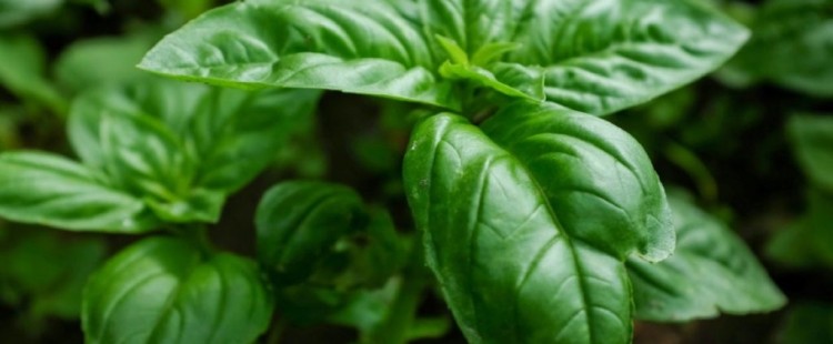 فوائد الريحان للبشرة والشعر