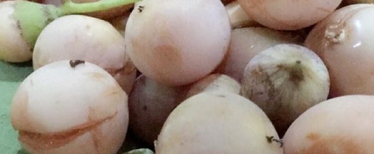 فوائد ثمرة البمبر للجسم