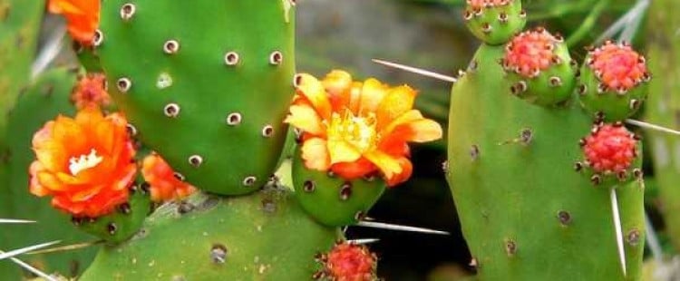 فوائد الصبار للجسم وقيمته الغذائية