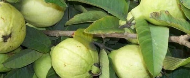 فوائد ورق الجوافة