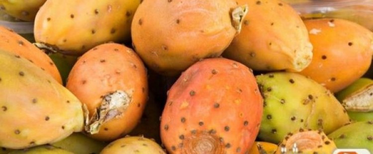 فوائد التين الشوكي للحامل والجنين