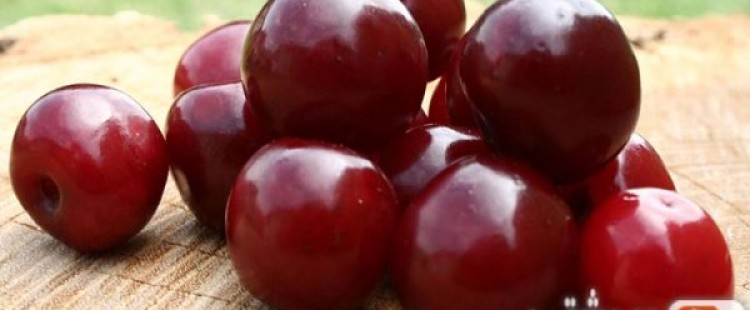 فوائد البرقوق للجسم وقيمته الغذائية