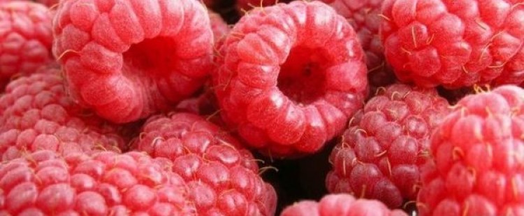 فوائد التوت البري المذهلة لصحة الجسم