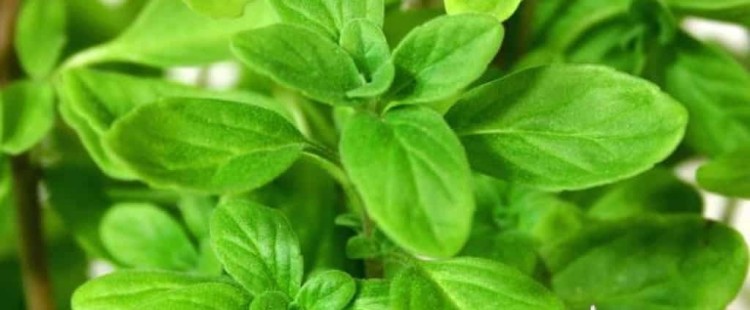 فوائد نبات البردقوش الصحية