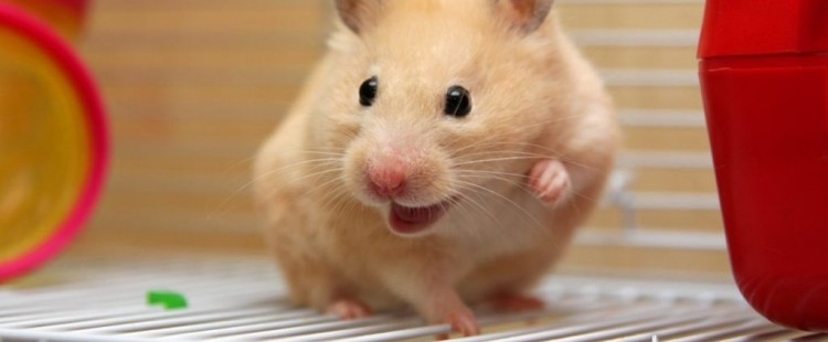 حقائق غريبة ستدهشك عن الهامستر