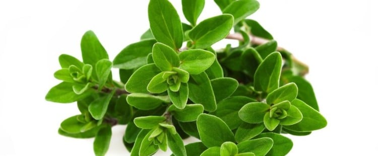فوائد نبات البردقوش للشعر