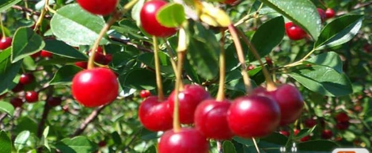 أنواع الكرز وفوائده الصحية