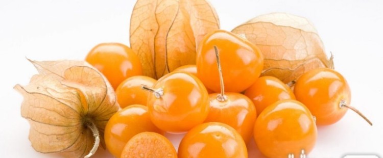 فوائد الحرنكش الصحية