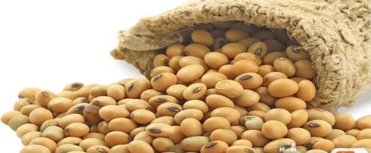 فوائد فول الصويا وأضراره على صحة الجسم