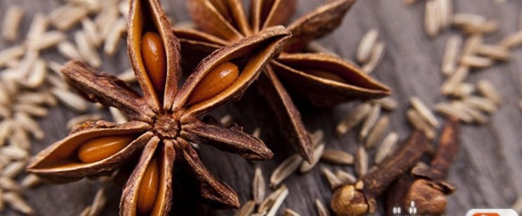 فوائد عشبة نجمة الأرض للجسم