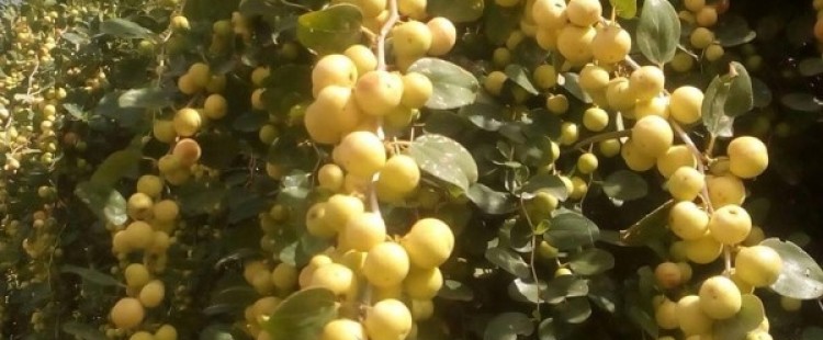 فوائد سدرة النبق المذهلة