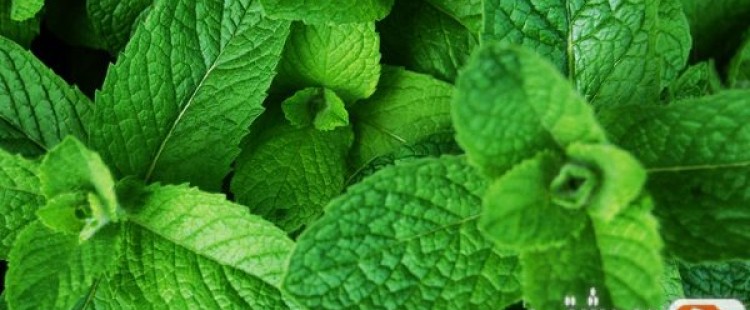 فوائد عشبة المتة الصحية