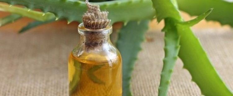 فوائد زيت الصبار للشعر وطريقة استخدامه