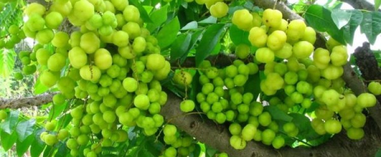 فوائد الأملج للشعر