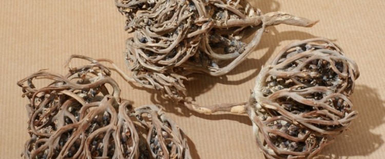 فوائد عشبة كف مريم وأضرارها