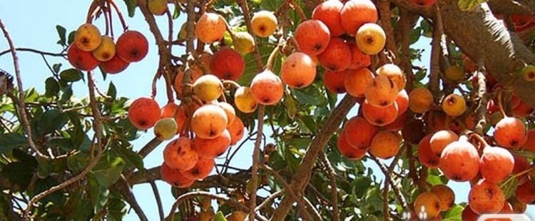 فوائد الجميز الصحية