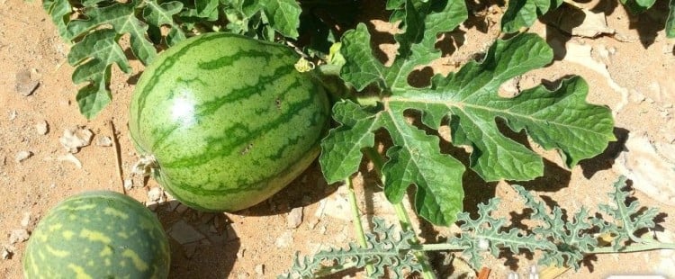 فوائد نبات الحنظل المذهلة