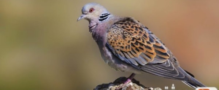 معلومات عن طائر اليمام وأنواعه