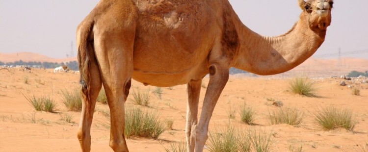 معلومات غريبة وطريفة عن الجمل