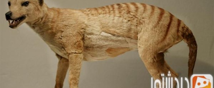 أغرب الحيوانات المنقرضه على وجه الأرض
