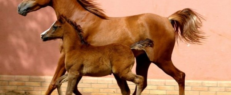 معلومات غريبة ومدهشة عن الخيول