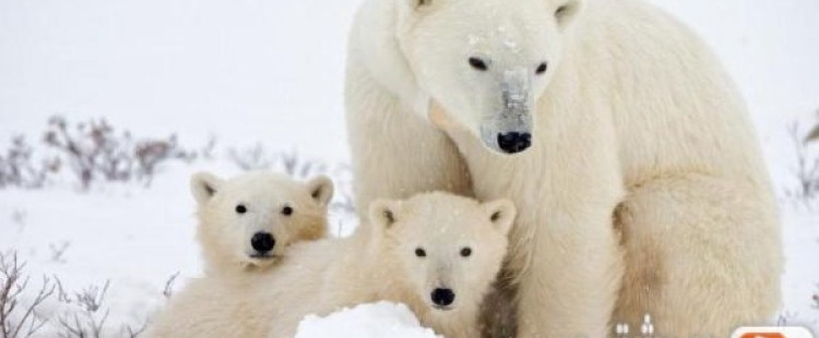 حقائق غريبه ومثيره عن الدب القطبي