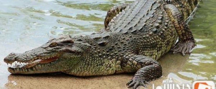 معلومات غريبه عن التمساح