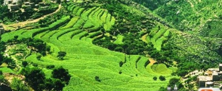 معلومات عن مدينة إب الخضراء