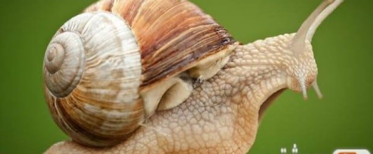 معلومات غريبة عن الحلزون