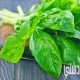 ما هو الحبق وما هي فوائده وأضراره