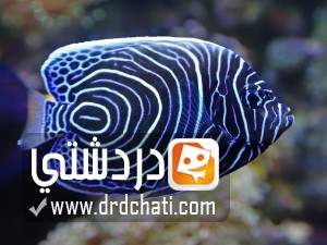 أسماك ملاك الأمبراطور