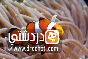 أسماك المهرج