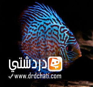 أسماك ديسكس