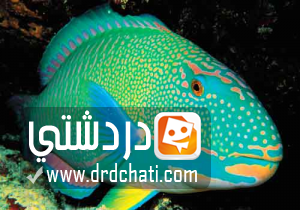 أسماك ببغاء قوس قزح