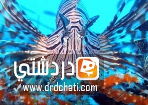أسماك الأسد