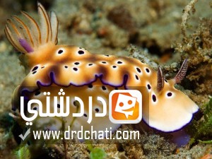 أسماك نوديبرانش