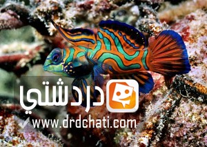 أسماك الماندارين