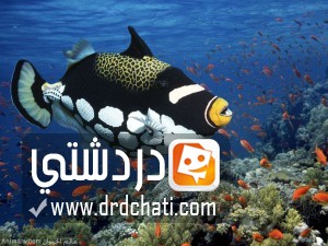 أسماك الزناد المهرج