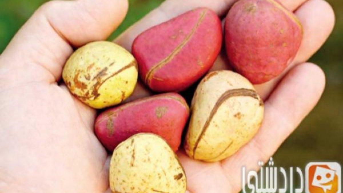 أضرار فاكهة الكورو